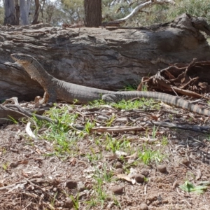 Varanus rosenbergi at Pialligo, ACT - 11 Mar 2020