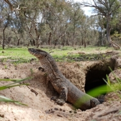 Varanus rosenbergi at Pialligo, ACT - 11 Mar 2020