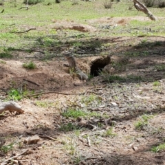 Varanus rosenbergi at Pialligo, ACT - 11 Mar 2020