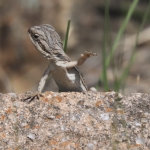 Pogona barbata at Dunlop, ACT - suppressed