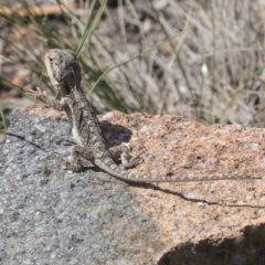 Pogona barbata at Dunlop, ACT - 10 Mar 2020