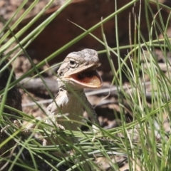 Pogona barbata at Dunlop, ACT - suppressed