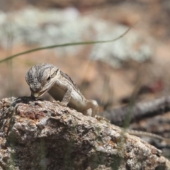 Pogona barbata at Dunlop, ACT - suppressed