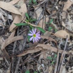 Brachyscome sp. (Cut-leaf Daisy) at Woodlands, NSW - 10 Mar 2020 by Margot