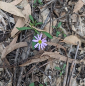 Brachyscome sp. at Woodlands - 10 Mar 2020