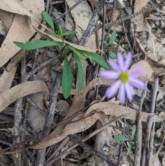 Brachyscome sp. at Woodlands - 10 Mar 2020