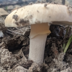 Amanita sp. (Amanita sp.) at Woodlands, NSW - 10 Mar 2020 by Margot