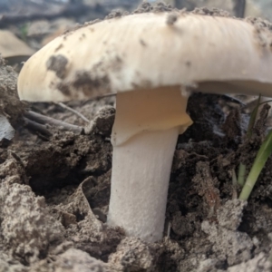 Amanita sp. at Woodlands, NSW - 10 Mar 2020 09:14 AM