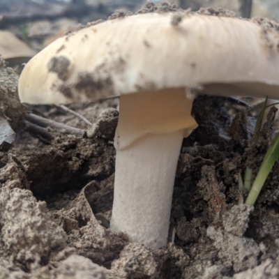 Unidentified Fungus at Woodlands - 9 Mar 2020 by Margot