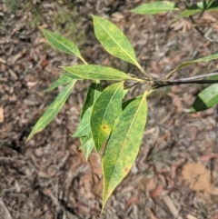 Xylomelum pyriforme at Woodlands - 10 Mar 2020 11:10 AM