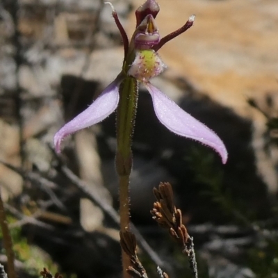 Eriochilus cucullatus (Parson's Bands) at Theodore, ACT - 11 Mar 2020 by Owen