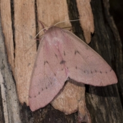 Arhodia lasiocamparia (Pink Arhodia (Oenochrominae)) at Hackett, ACT - 15 Apr 2018 by GlennCocking