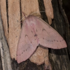 Arhodia lasiocamparia (Pink Arhodia) at Black Mountain - 14 Apr 2018 by GlennCocking