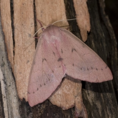 Arhodia lasiocamparia (Pink Arhodia (Oenochrominae)) at Hackett, ACT - 15 Apr 2018 by GlennCocking