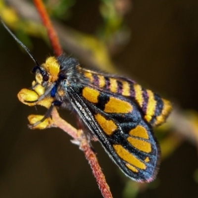 Amata (genus) (Handmaiden Moth) at Bruce Ridge to Gossan Hill - 16 Jan 2012 by Bron