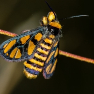 Amata (genus) at Bruce, ACT - 16 Jan 2012