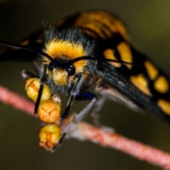 Amata (genus) at Bruce, ACT - 16 Jan 2012 12:26 PM