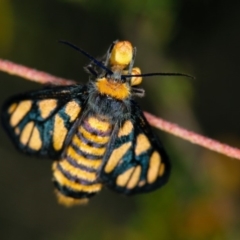 Amata (genus) at Bruce, ACT - 16 Jan 2012 12:26 PM