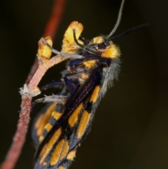 Amata (genus) at Bruce, ACT - 16 Jan 2012