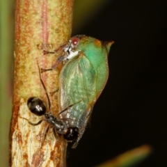 Sextius virescens (Acacia horned treehopper) at Bruce Ridge to Gossan Hill - 16 Jan 2012 by Bron