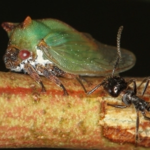 Sextius virescens at Bruce, ACT - 16 Jan 2012