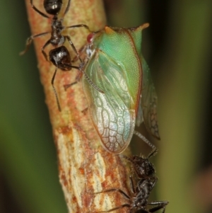 Sextius virescens at Bruce, ACT - 16 Jan 2012 12:34 PM