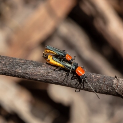 Chauliognathus tricolor (Tricolor soldier beetle) at Latham, ACT - 11 Mar 2020 by Roger