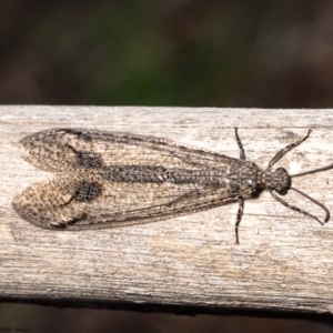 Glenoleon meteoricus at Latham, ACT - 11 Mar 2020 01:37 PM