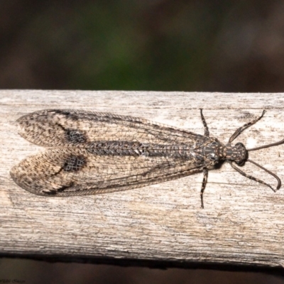 Glenoleon meteoricus (Patch-wing Glenoleon) at Latham, ACT - 11 Mar 2020 by Roger