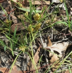 Lomandra filiformis (Wattle Mat-rush) at Weetangera, ACT - 9 Mar 2020 by sangio7