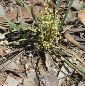 Lomandra filiformis subsp. coriacea at Weetangera, ACT - 10 Mar 2020