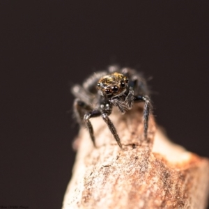 Salticidae (family) at Macgregor, ACT - 10 Mar 2020