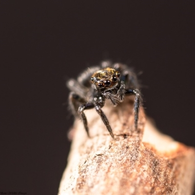 Salticidae (family) (Unidentified Jumping spider) at Macgregor, ACT - 10 Mar 2020 by Roger