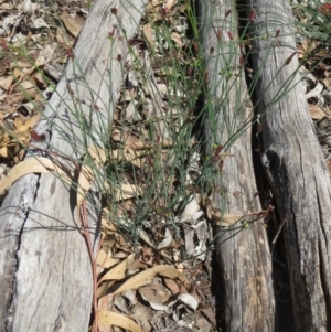 Tricoryne elatior at Weetangera, ACT - 10 Mar 2020