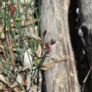 Tricoryne elatior at Weetangera, ACT - 10 Mar 2020