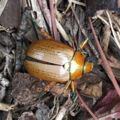 Anoplognathus brunnipennis (Green-tailed Christmas beetle) at Lyneham, ACT - 13 Dec 2019 by HelenWay