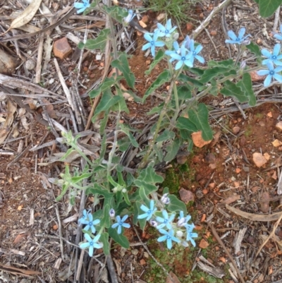 Oxypetalum coeruleum (Tweedia or Southern Star) at Hughes, ACT - 11 Mar 2020 by jennyt