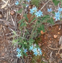 Oxypetalum coeruleum at Hughes, ACT - 11 Mar 2020