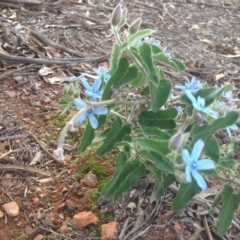 Oxypetalum coeruleum at Hughes, ACT - 11 Mar 2020