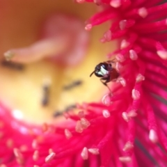 Hylaeus (Prosopisteron) littleri (Hylaeine colletid bee) at Acton, ACT - 10 Mar 2020 by PeterA
