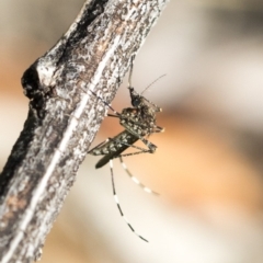 Culicidae (family) (A mosquito) at Weetangera, ACT - 10 Mar 2020 by AlisonMilton