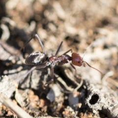 Iridomyrmex purpureus (Meat Ant) at Weetangera, ACT - 10 Mar 2020 by AlisonMilton