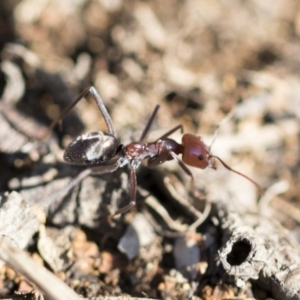 Iridomyrmex purpureus at Weetangera, ACT - 10 Mar 2020 09:12 AM