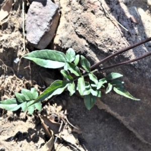 Pandorea pandorana at Moollattoo, NSW - 11 Mar 2020 12:00 AM