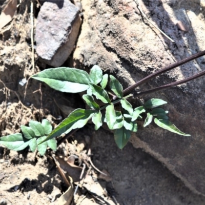 Pandorea pandorana (Wonga Wonga Vine) at Moollattoo, NSW - 10 Mar 2020 by plants