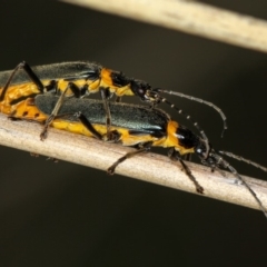 Chauliognathus lugubris (Plague Soldier Beetle) at Bruce Ridge to Gossan Hill - 16 Jan 2012 by Bron