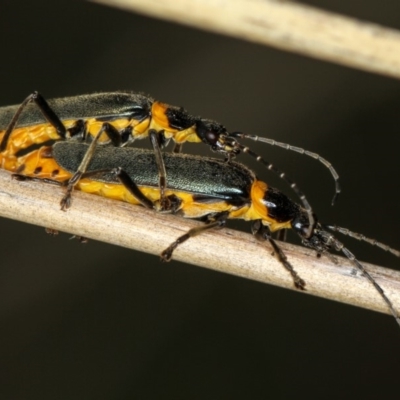 Chauliognathus lugubris (Plague Soldier Beetle) at Bruce Ridge - 16 Jan 2012 by Bron