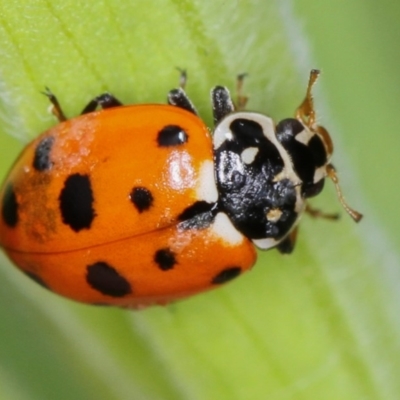 Hippodamia variegata (Spotted Amber Ladybird) at Bruce Ridge to Gossan Hill - 16 Jan 2012 by Bron