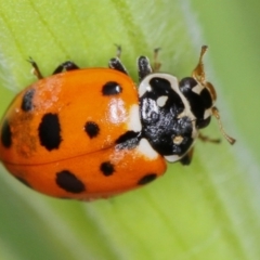 Hippodamia variegata (Spotted Amber Ladybird) at Bruce, ACT - 16 Jan 2012 by Bron