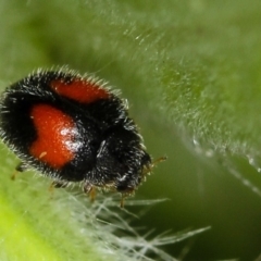 Diomus notescens (Little two-spotted ladybird) at Bruce Ridge - 16 Jan 2012 by Bron